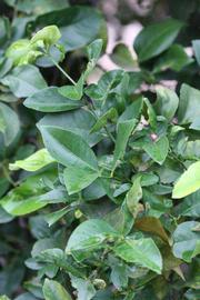            Sun leaves (Cook, Riverside, CA)   