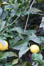               Sun leaves (Cook, Riverside,   CA)   