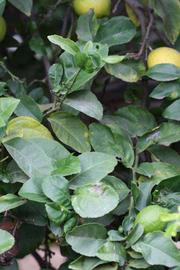               Sun leaves (Cook, Riverside,   CA)   