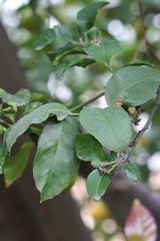            Sun leaves (Cook, Riverside, CA)   