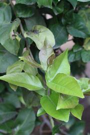               Sun leaves (Cook, Riverside,   CA)   