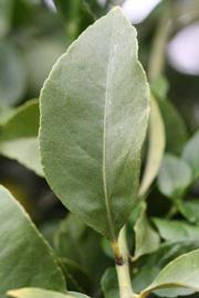                   Unifoliolate leaf (Cook, Riverside,   CA)       