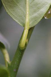                 Petiole (Cook, Riverside, CA)       