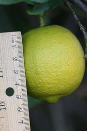                 Fruit (Cook, Riverside, CA)       