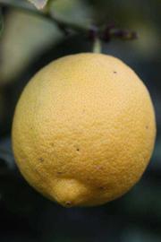                 Fruit (Cook, Riverside, CA)       