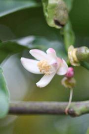                 Flower (Cook, Riverside, CA)       