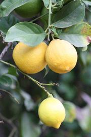              Fruit (Cook, Riverside, CA)       