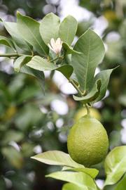                 Sun leaves (Cook, Riverside,   CA)       