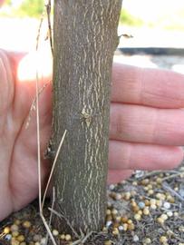              Bark (Winter Haven, FL)       