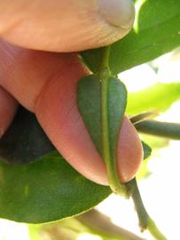              Petiole (Winter Haven, FL)       