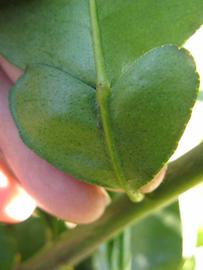              Petiole (Winter Haven, FL)       