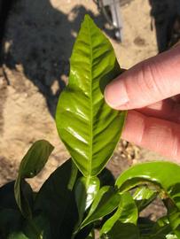            Unifoliolate leaf (Winter Haven, FL)   