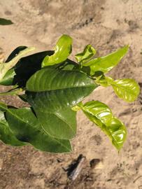            Sun leaves (Winter Haven, FL)   