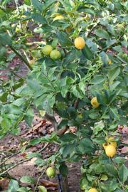            Habit (Corona Foothill, Riverside, CA)   