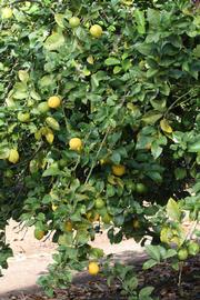            Habit (Corona Foothill, Riverside, CA)   