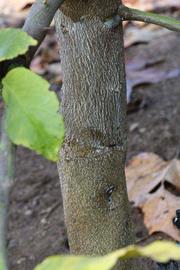            Bark (Corona Foothill, Riverside, CA)   