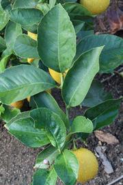            Sun leaves (Corona Foothill, Riverside, CA)   