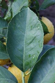            Unifoliolate leaf (Corona Foothill, Riverside, CA)   