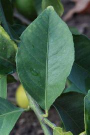           Unifoliolate leaf (Corona Foothill, Riverside, CA)   