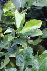            Sun leaves (Corona Foothill, Riverside, CA)   