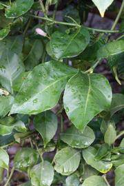            Shade leaves (Corona Foothill, Riverside, CA)   