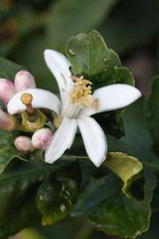            Flower (Corona Foothill, Riverside, CA)   