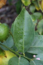            Unifoliolate leaf (Corona Foothill, Riverside, CA)   