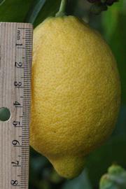            Fruit (Corona Foothill, Riverside, CA)   