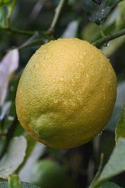            Fruit (Corona Foothill, Riverside, CA)   