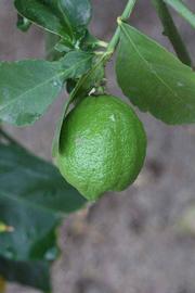            Immature fruit (Corona Foothill, Riverside, CA)   