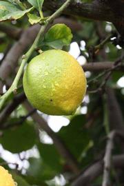            Fruit (Corona Foothill, Riverside, CA)   