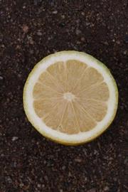            Fruit cross-section (Corona Foothill, Riverside, CA)   