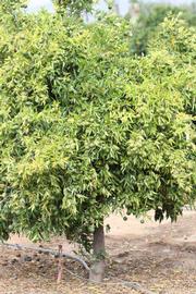            Habit (Riverside, CA)   