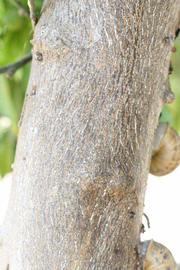            Bark (Riverside, CA)   