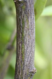              Second - third year twig (Riverside, CA)       