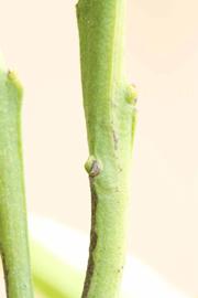            First year twig (Riverside, CA)   