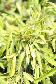              Sun leaves (Riverside, CA)       