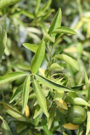              Sun leaves (Riverside, CA)       