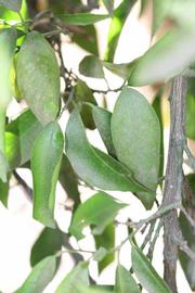              Shade leaves (Riverside, CA)       