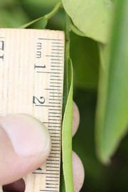            Unifoliolate leaf (Riverside, CA)   