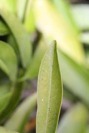              Margin (Riverside, CA)       