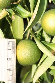            Immature fruit (Riverside, CA)   