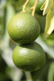            Immature fruit (Riverside, CA)   