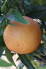              Fruit (Riverside, CA)       