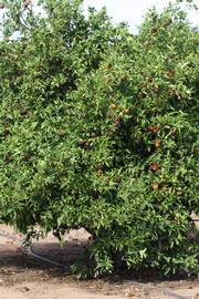            Habit (Riverside, CA)   