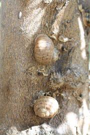            Bark (Riverside, CA)   