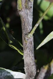              Second - third year twig (Riverside, CA)       