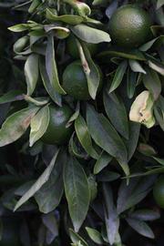              Shade leaves (Riverside, CA)       