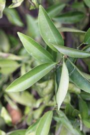              Shade leaves (Riverside, CA)       