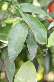              Shade leaves (Riverside, CA)       